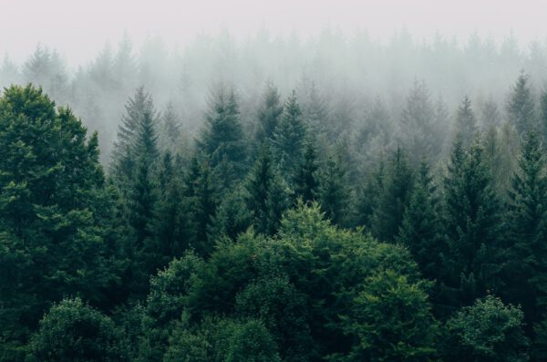 filip-zrnzevic-QsWG0kjPQRY-unsplash