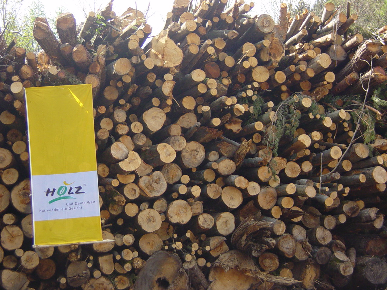 Holz